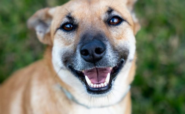 Happy dog outdoors