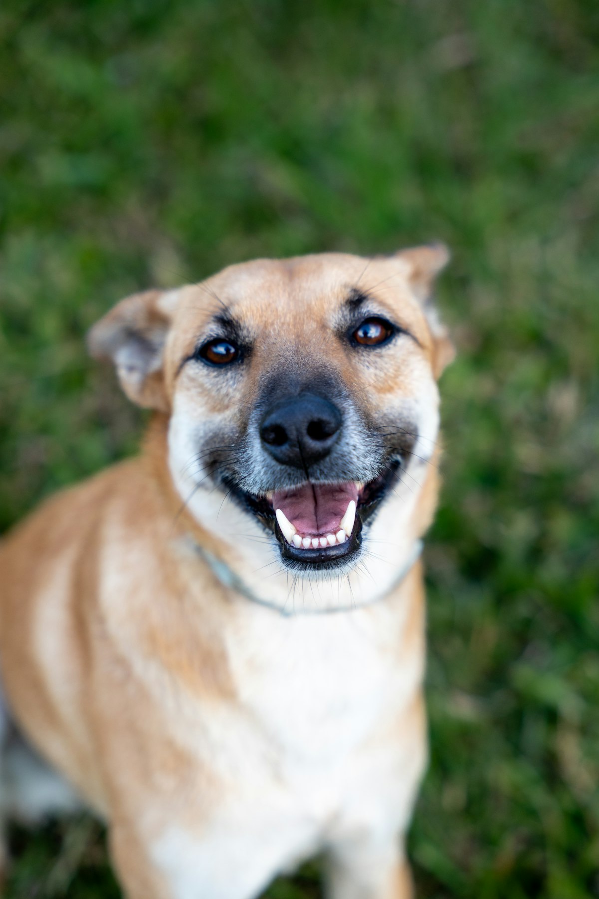 Happy dog outdoors