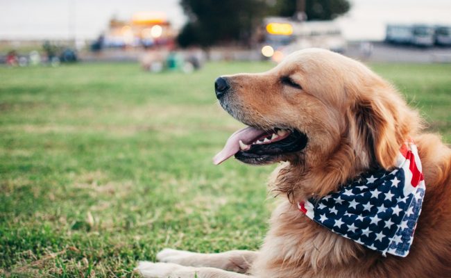 Dog wearing a bandana