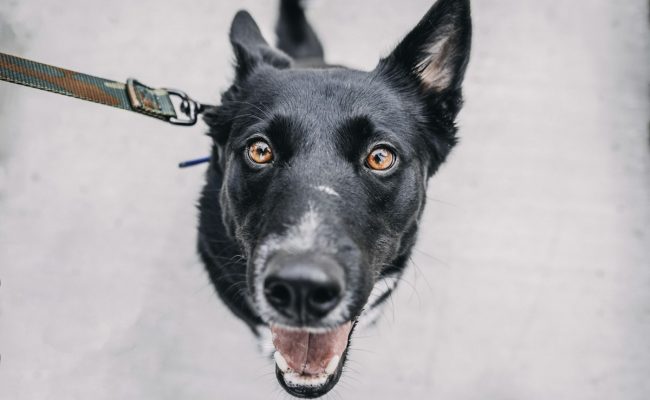 Dog on a leash during a walk