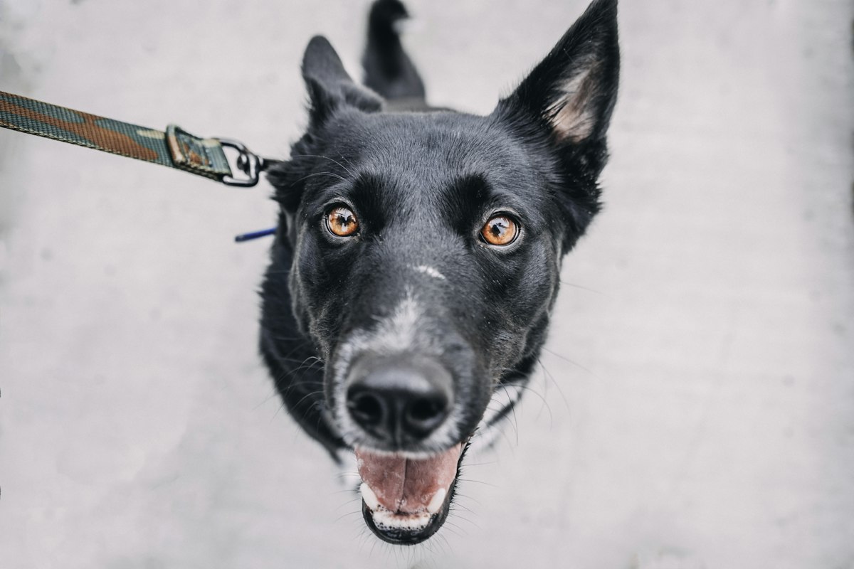 Dog on a leash during a walk